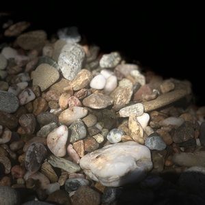 Meet your Posher, Shanon